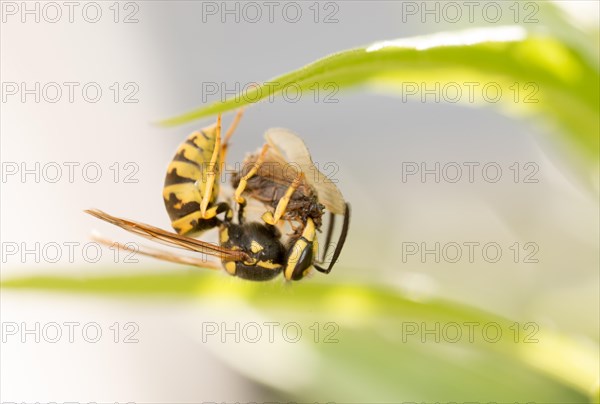 Common wasp (Vespula vulgaris) hanging upside down with prey on a leaf, close-up, macro shot, Eastern Harz, Saxony-Anhalt, Germany, Europe