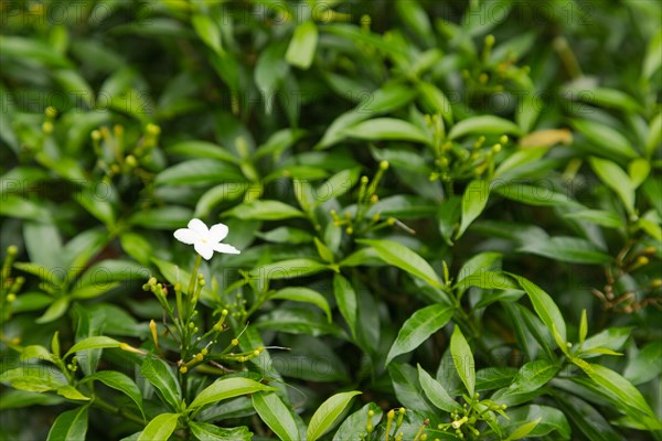 White jasmine flowers in botanical garden, selective focus, copy space, malaysia, Kuching orchid park