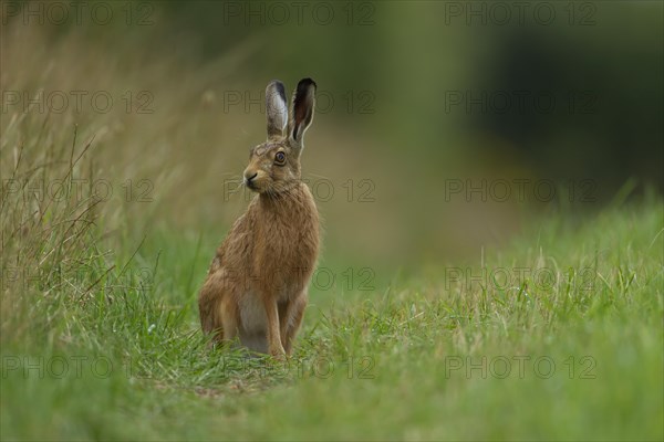 Brown hare (Lepus europaeus) adult on a path through grassland, Norfolk, England, United Kingdom, Europe