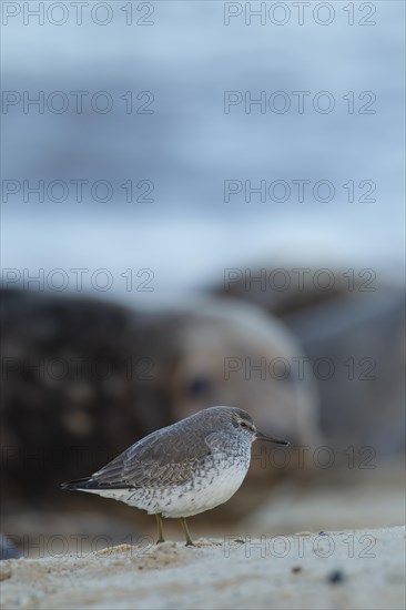 Red knot (Calidris canutus) adult bird with a Grey seal (Halichoerus grypus) adult in the background on a beach, Norfolk, England, United Kingdom, Europe