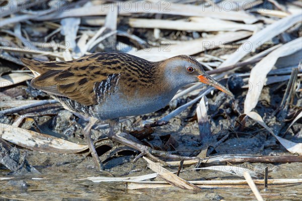 Water rail