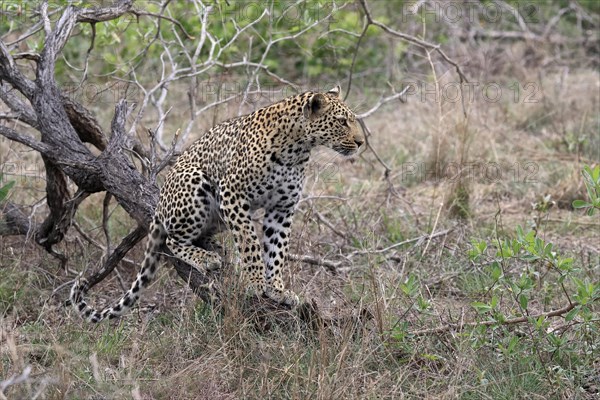 Leopard (Panthera pardus), adult, observed, alert, Sabi Sand Game Reserve, Kruger NP, Kruger National Park, South Africa, Africa