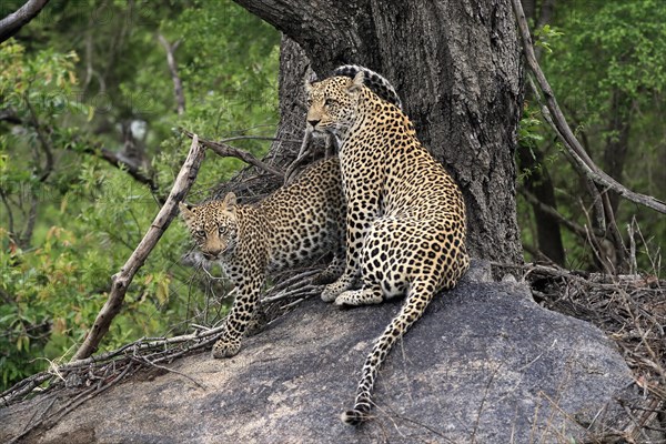 Leopard (Panthera pardus), adult with young, observed, alert, sitting, on rocks, Sabi Sand Game Reserve, Kruger NP, Kruger National Park, South Africa, Africa