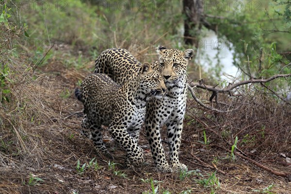 Leopard (Panthera pardus), adult, young, alert, Sabi Sand Game Reserve, Kruger NP, Kruger National Park, South Africa, Africa