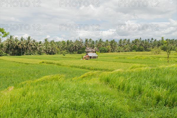 Rice fields in countryside, Ubud, Bali, Indonesia, green grass, large trees, jungle and cloudy sky. Travel, tropical, agriculture, Asia