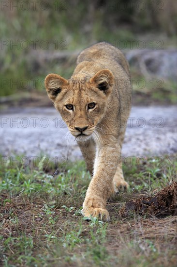 Lion (Panthera leo), young, stalking, alert, Sabi Sand Game Reserve, Kruger National Park, Kruger National Park, South Africa, Africa