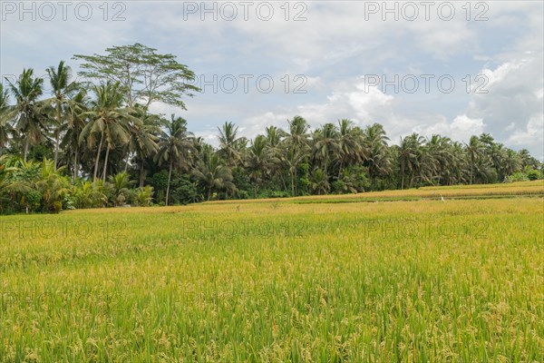 Rice fields in countryside, Ubud, Bali, Indonesia, green grass, large trees, jungle and cloudy sky. Travel, tropical, agriculture, Asia