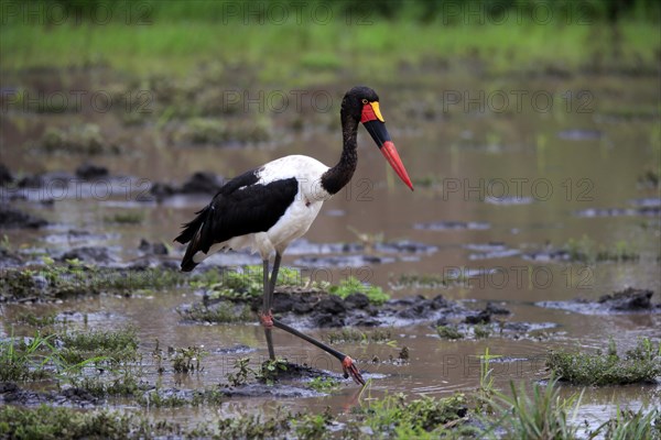 Saddle-billed stork (Ephippiorhynchus senegalensis), adult, foraging, in the water, Kruger National Park, Kruger National Park, South Africa, Africa