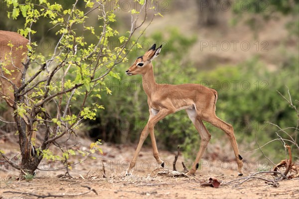 Black heeler antelope, (Aepyceros melampus), young animal, running, foraging, alert, Kruger National Park, Kruger National Park, South Africa, Africa