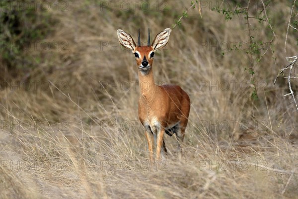 Steenbok (Raphicerus campestris), adult, male, foraging, vigilant, dwarf antelope, Kruger National Park, Kruger National Park, South Africa, Africa