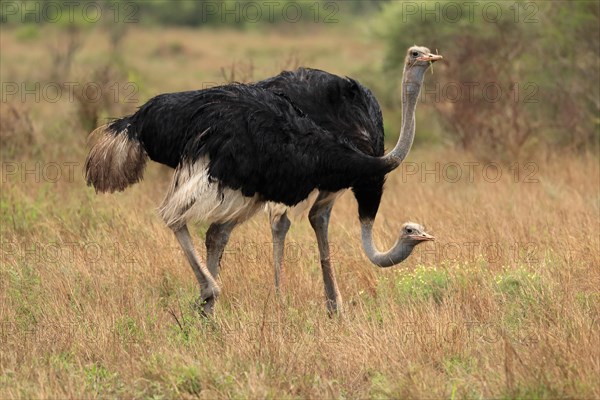 South african ostrich (Struthio camelus australis), adult, male, two males, foraging, feeding, flightless, Kruger National Park, Kruger National Park, South Africa, Africa