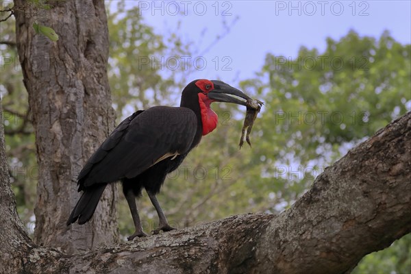 Southern ground hornbill (Bucorvus leadbeateri), adult, feeding, with prey, on tree, Kruger National Park, Kruger National Park, South Africa, Africa