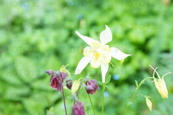 Beautiful columbine or aquilegia flowers of yellow and purple color in the garden