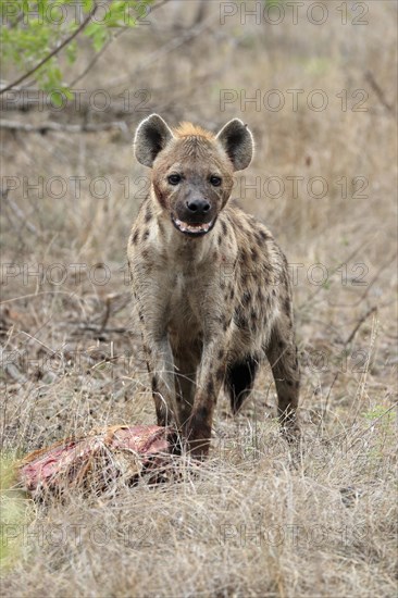 Spotted hyena (Crocuta crocuta), adult, with prey, Sabi Sand Game Reserve, Kruger National Park, Kruger National Park, South Africa, Africa