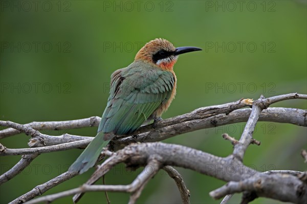 White-fronted bee-eater (Merops bullockoides), adult, on wait, Kruger National Park, Kruger National Park, South Africa, Africa