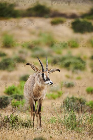 Roan Antelope (Hippotragus equinus) in the dessert, captive, distribution Africa