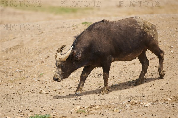 Red buffalo (Syncerus caffer nanus) in the dessert, captive, distribution Africa