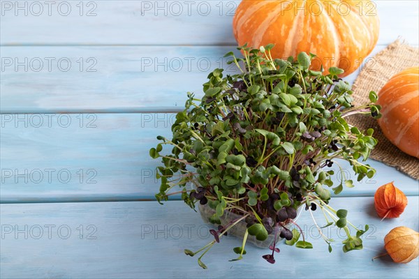 Microgreen sprouts of radish with pumpkin on blue wooden background. Side view, copy space, close up