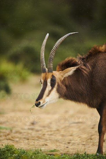 Sable antelope (Hippotragus niger) in the dessert, captive, distribution Africa