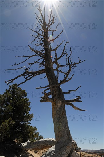 Tree at the canyon rim, Bryce Canyon National Park, Utah, USA, North America