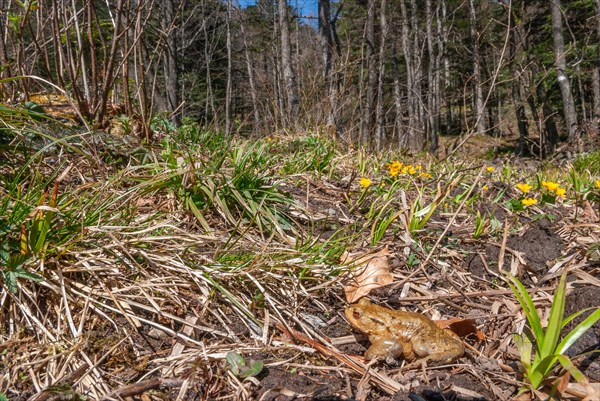 Common toad (Bufo bufo) on migration in spring. Haut-Rhin, Alsace, Grand Est, France, Europe