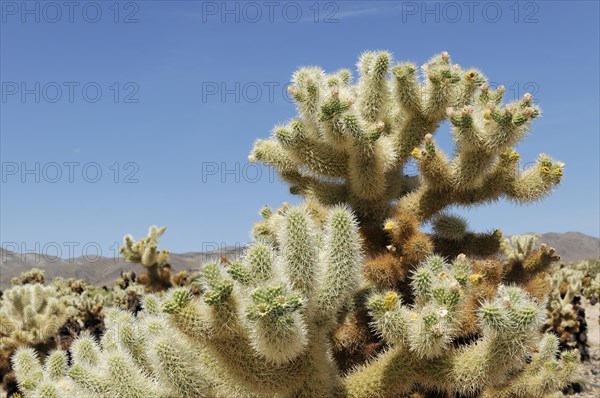 Teddybear Cholla (Cylindropuntia bigelovii), Joshua Tree National Park, Palm Desert, California, USA, North America