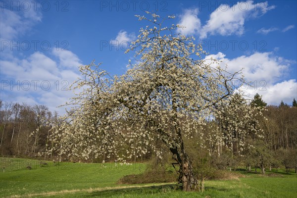 Landscape with a white blossoming fruit tree in a meadow in spring, the sky is blue, the sun is shining. Between Neckargemuend and Wiesenbach, Rhine-Neckar district, Kleiner Odenwald, Baden-Wuerttemberg, Germany, Europe
