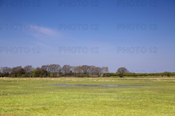 Wetland biotope in the Peene valley, waterlogged meadows, rare habitat for endangered plants and animals, Flusslandschaft Peenetal nature park Park, Mecklenburg-Western Pomerania, Germany, Europe