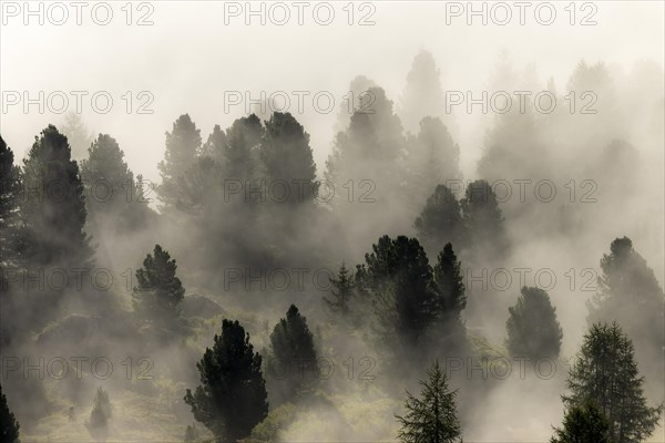 Conifers in the fog, Corvara, Dolomites, Italy, Europe