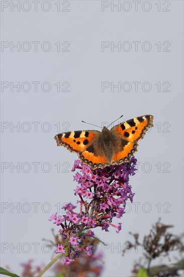 Small tortoiseshell (Aglais urticae), on summer lilac or butterfly-bush (Buddleja davidii), Wilden, North Rhine-Westphalia, Germany, Europe