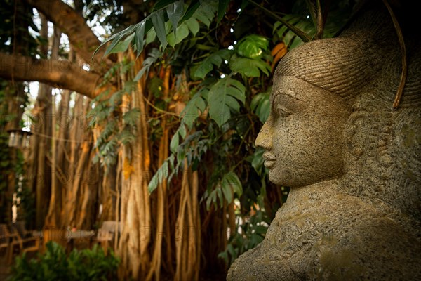 Stone sculpture of Goddess Laxmi, Banyan tree, Tamil Nadu, India, Asia