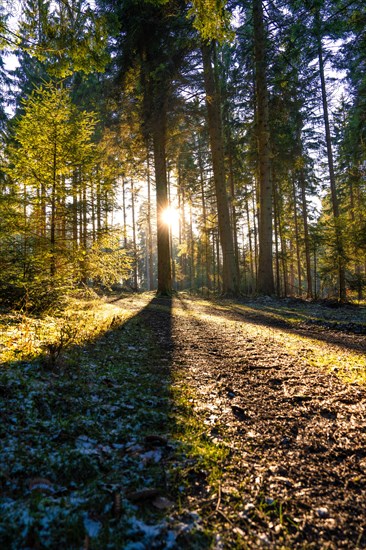 Sunshine penetrates the forest, creates shade and emphasises the forest landscape, Unterhaugstett, Black Forest, Germany, Europe
