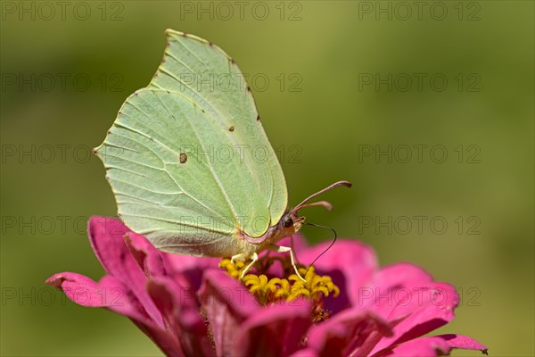 Brimstone (Gonepteryx rhamni), foraging, on a garden flower, Oberhausen, Ruhr area, North Rhine-Westphalia, Germany, Europe