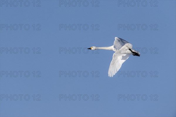 Tundra swan (Cygnus bewickii), flying, Emsland, Lower Saxony, Germany, Europe