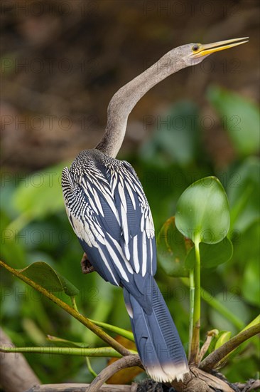 American darter (Anhinga anhinga) Pantanal Brazil