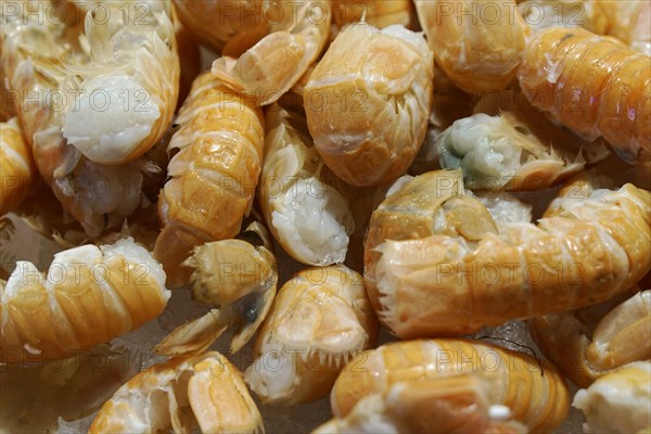 Scampi, seafood, Campo de la Pescaria fish market, Rialto market, San Polo neighbourhood, Venice, Veneto, Italy, Europe