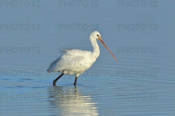 Spoonbill (Platalea leucorodia), young bird looking for food, animal standing in shallow water, Lake Neusiedl National Park, Burgenland, Austria, Europe