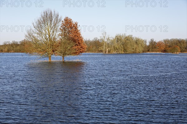 Winter floods 2024 on the Elbe and Mulde rivers with flooding of the meadows, ice on the meadows due to flooding in winter, high-pressure weather in winter, Middle Elbe Biosphere Reserve, Dessau-Rosslau, Saxony-Anhalt, Germany, Europe