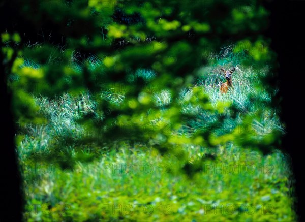 Roe buck, male european roe deer (Capreolus capreolus) with antlers listening and scenting in a forest clearing, hidden between trees and tall grass in a green thicket, dusk, Jasmund National Park, Ruegen, Mecklenburg-Western Pomerania, Germany, Europe