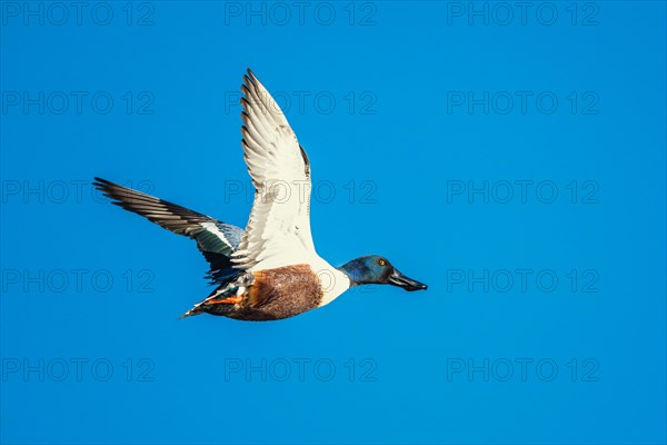 Northern Shoveler, Spatula clypeata, male in flight over marshes