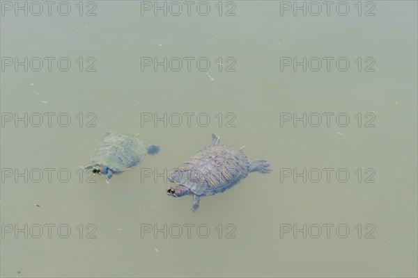 Two turtles swimming in pond in Japanese garden in Hiroshima, Japan, Asia