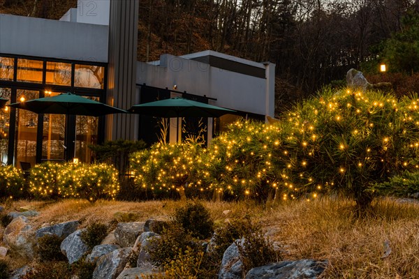 Evergreen shrubs decorated with small yellow Christmas lights in front of coffee shop in South Korea