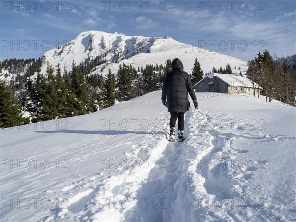 Winter mood, hiker walking through snowy landscape, Schafbergalm, near St. Wolfgang am Wolfgangsee, Salzkammergut, Upper Austria, Austria, Europe