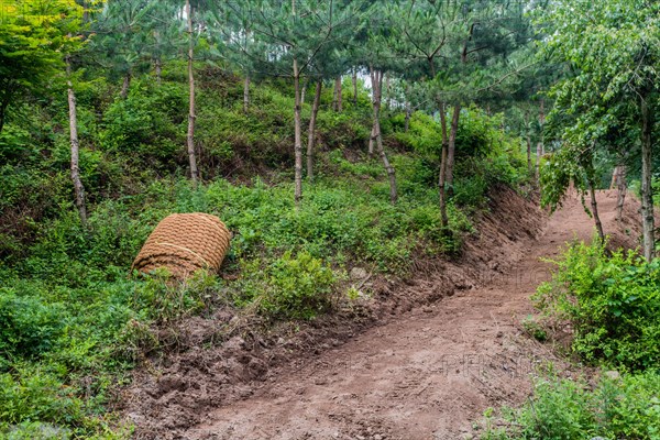 Thatch rope mat laying rolled up on ground near freshly excavated hiking trail in South Korea