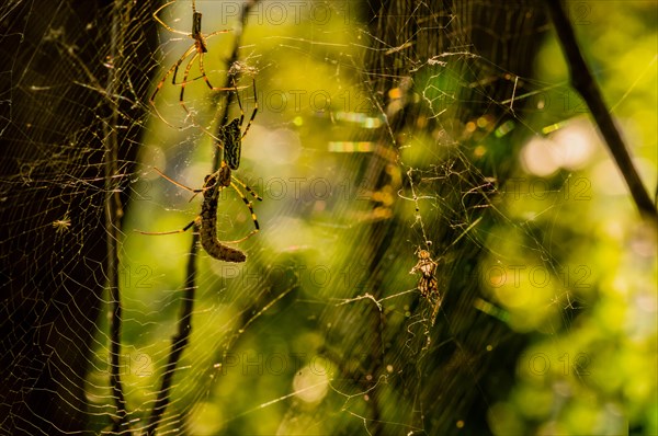 Closeup of a yellow and black spider attaching a caterpillar in its web while a smaller spider looks on