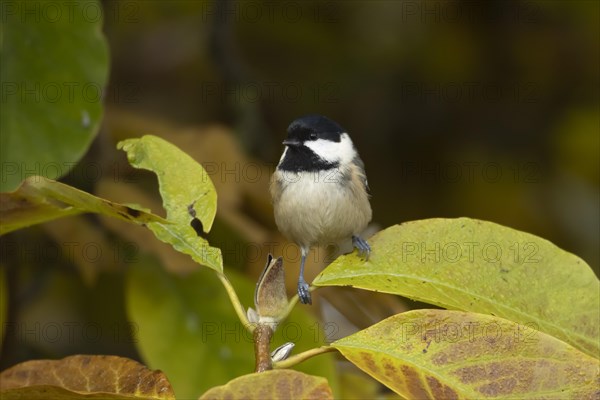 Coal tit (Periparus ater) adult bird amongst autumn leaves of a garden Magnolia tree, Suffolk, England, United Kingdom, Europe