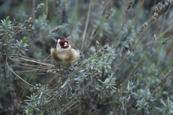 European goldfinch (Carduelis carduelis) adult bird feeding on Lavender plant seeds, Suffolk England, United KIngdom