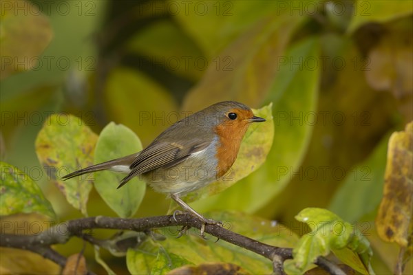 European robin (Erithacus rubecula) adult bird amongst autumn leaves of a garden Magnolia tree, Suffolk, England, United Kingdom, Europe