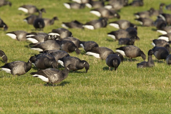 Brent goose (Branta bernicla) adult birds feeding on grassland, Norfolk, England, United Kingdom, Europe
