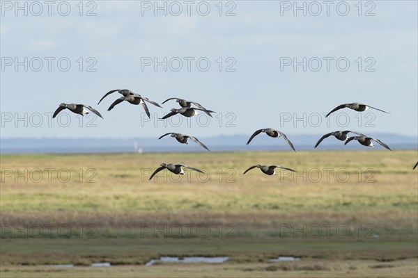 Brent goose (Branta bernicla) adult birds flying in a flock over a saltmarsh, Lincolnshire, England, United Kingdom, Europe